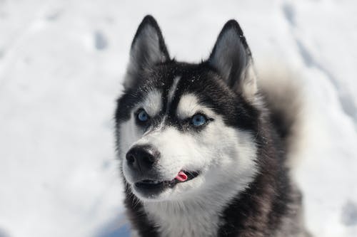 在雪地上的动物肖像黑白西伯利亚爱斯基摩人 · 免费素材图片
