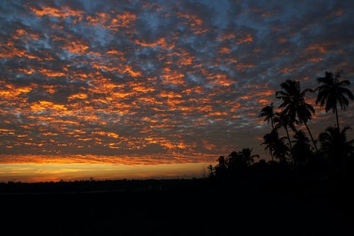日落时光与暗的天空下的椰子树 · 免费素材图片