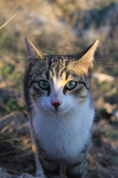 有关动物, 垂直拍摄, 小猫的免费素材图片