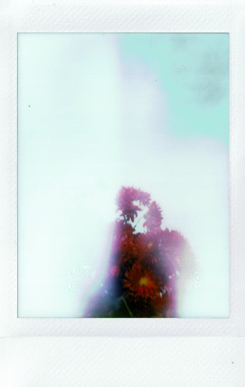 红色雏菊花束 · 免费素材图片