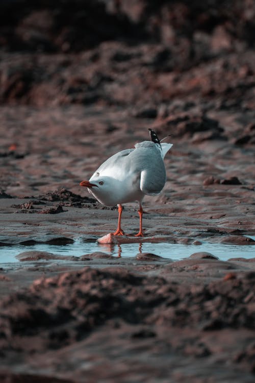 白海鸥 · 免费素材图片