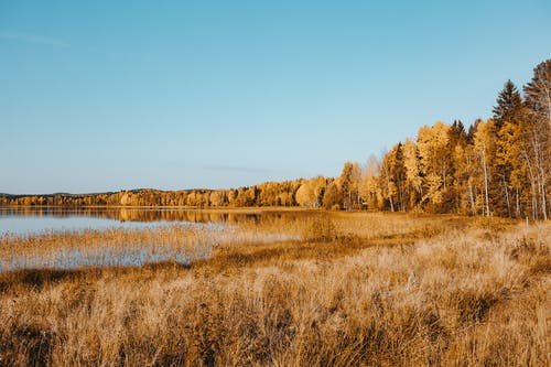 有关俄国, 天性, 弹簧的免费素材图片