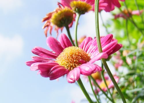 白天的粉红色长和分层花瓣花 · 免费素材图片