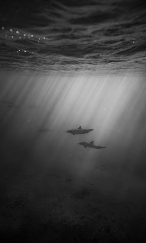 海豚在水下游泳的海洋水下 · 免费素材图片