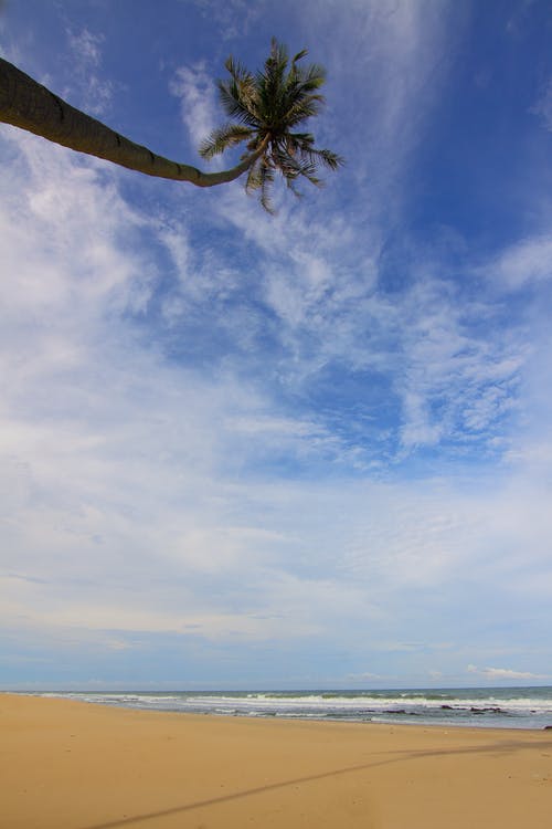 椰子棕榈树附近海水白天白天在蓝色的天空和白云下的沙滩上挥舞着 · 免费素材图片