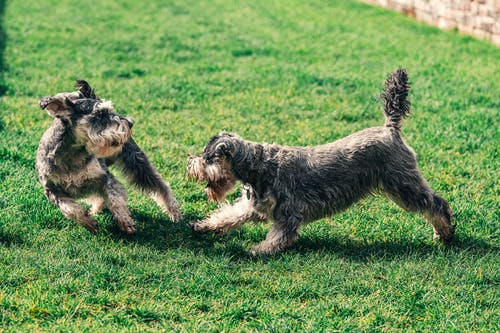 在草地上玩耍的两个雪纳瑞犬的照片 · 免费素材图片