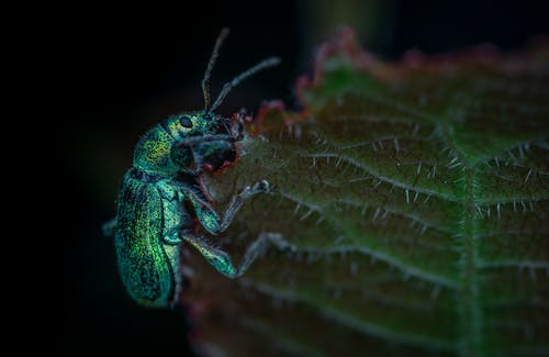 绿叶上的绿色和黑色虫子 · 免费素材图片