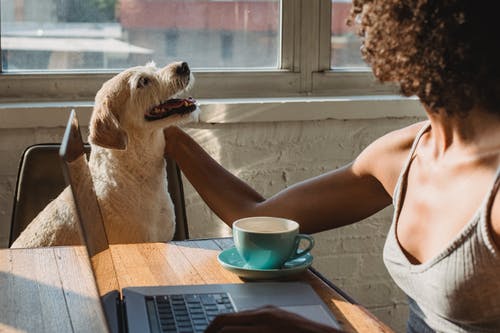 坐在附近的笔记本电脑的狗的非洲裔美国女士 · 免费素材图片
