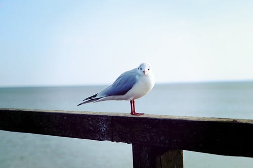白色和灰色的海鸟，在海边的木栏上休息 · 免费素材图片