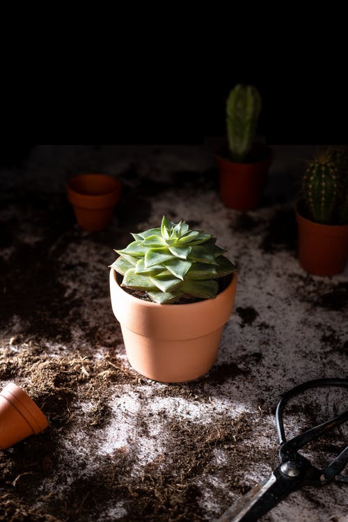 有关仙人掌, 剪刀, 垂直拍摄的免费素材图片