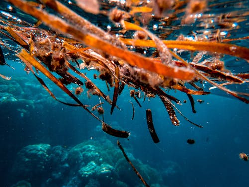 棕色海藻的特写照片 · 免费素材图片
