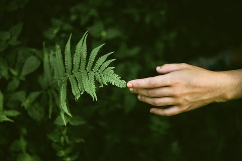 人的手触摸蕨叶的照片 · 免费素材图片