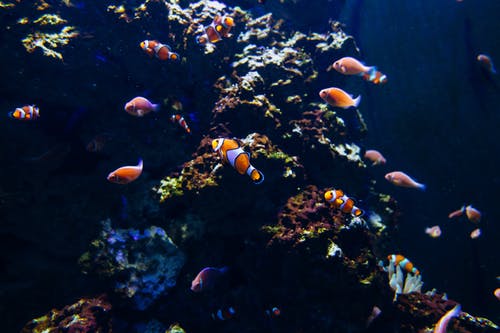 鱼水下摄影学院 · 免费素材图片