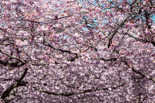 有关分支机构, 季节, 弹簧的免费素材图片