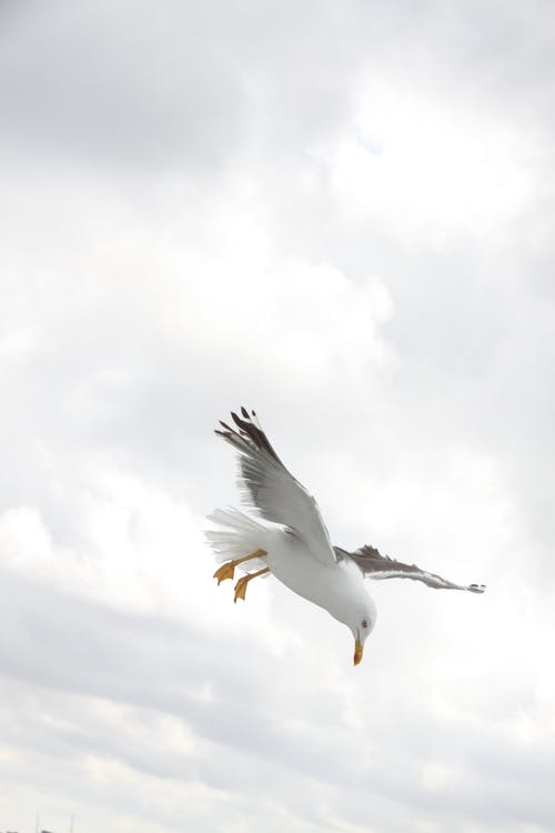 海鸥在白天飞行 · 免费素材图片