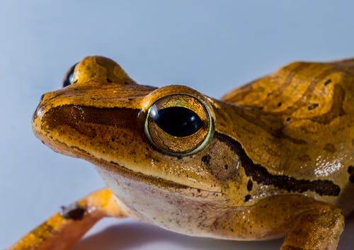 布朗·阿登·黑蛙 · 免费素材图片
