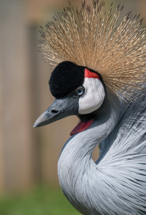 孔雀照片 · 免费素材图片