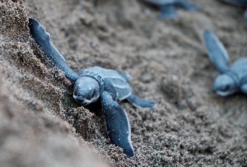 蓝海龟在棕色的沙滩上 · 免费素材图片