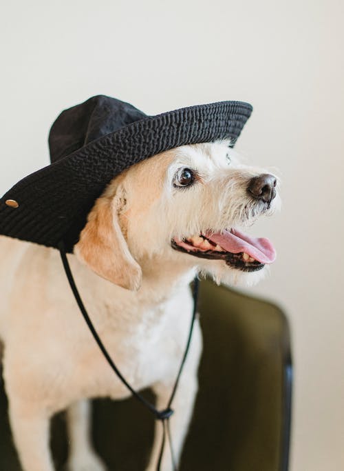 快乐可爱的狗，戴着帽子的舌头 · 免费素材图片