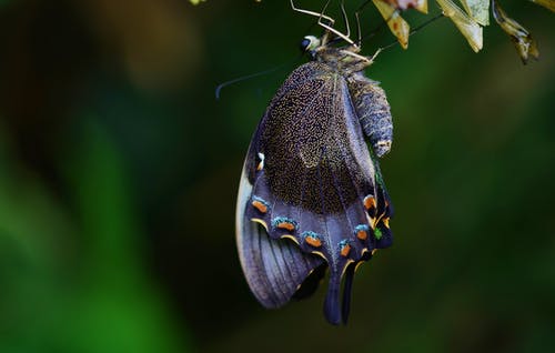 绿叶下的蓝色和黑色燕尾蝴蝶 · 免费素材图片