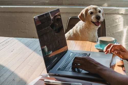 匿名的黑人女士，远程工作在狗附近的笔记本电脑上 · 免费素材图片