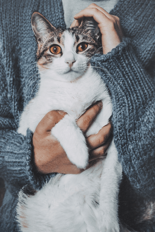 拿着短毛白猫的人 · 免费素材图片