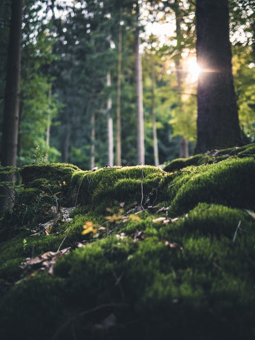 森林中草的选择性聚焦照片 · 免费素材图片