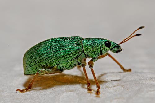 绿色黑色和棕色昆虫 · 免费素材图片