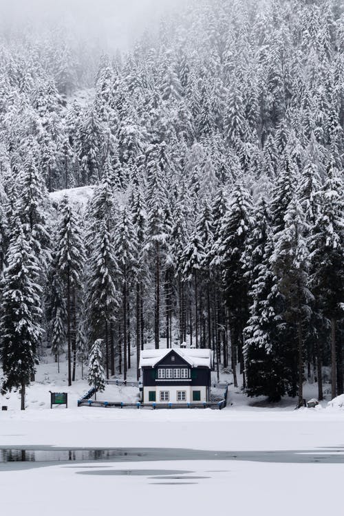 被雪覆盖的树木所包围的白色和黑色的房子 · 免费素材图片