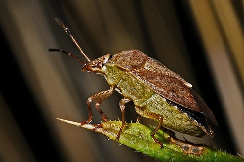 绿叶昆虫 · 免费素材图片