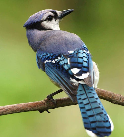 蓝白色和灰色羽毛鸟的近距离摄影 · 免费素材图片