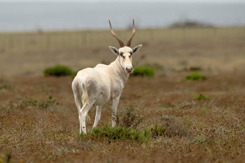 在绿草地上的白野生山羊 · 免费素材图片
