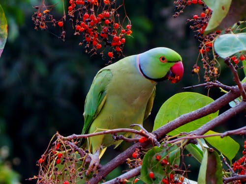 灰色树枝上的绿色和红色的喙鸟 · 免费素材图片