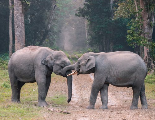 大象在草地上的照片 · 免费素材图片