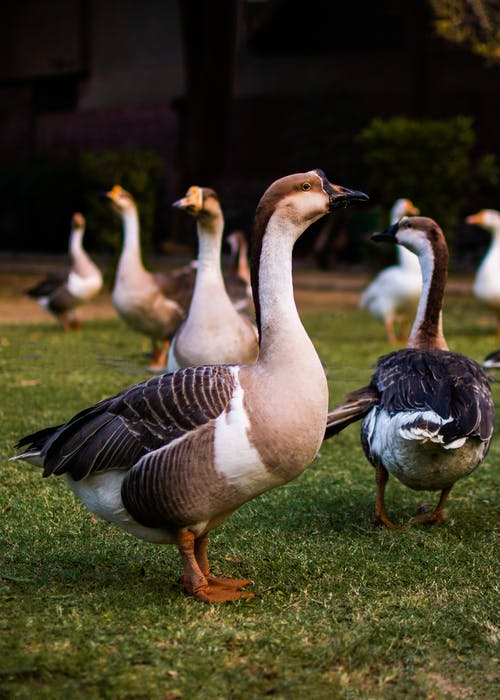 在绿色草地上的白色和黑色的鸭子 · 免费素材图片