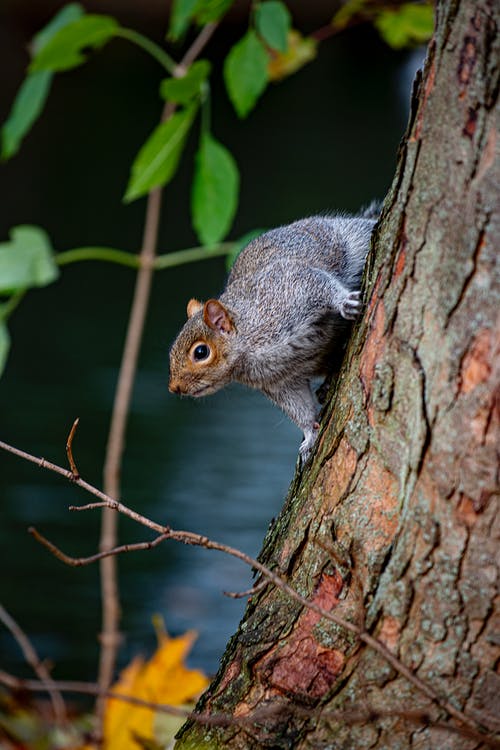 棕色树枝上的灰松鼠 · 免费素材图片