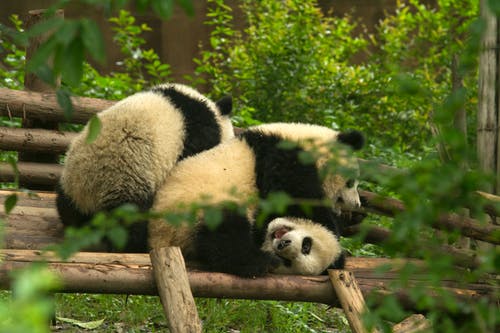 有关中国, 动物园, 动物摄影的免费素材图片