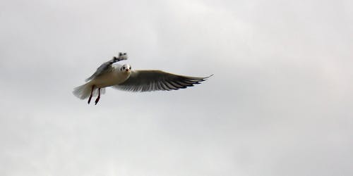黑白鸟飞翔在天空 · 免费素材图片