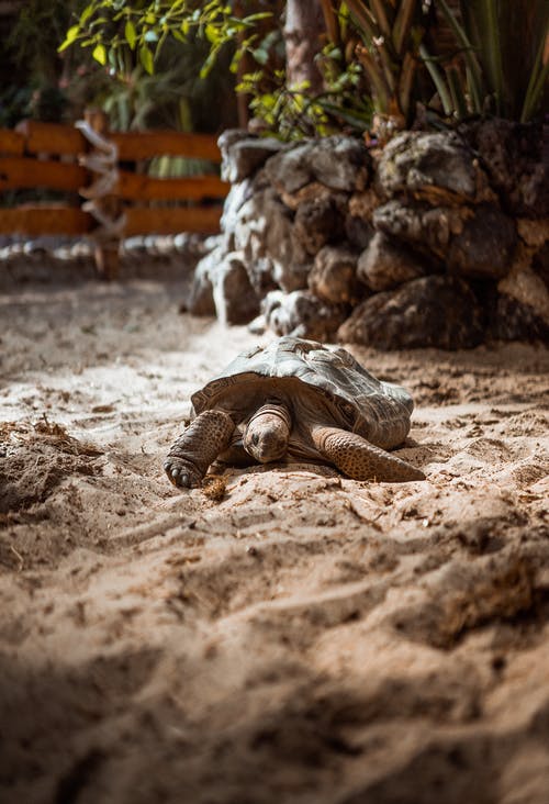 棕沙龟 · 免费素材图片