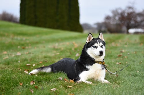 黑色和白色西伯利亚哈士奇犬在绿色的草地上休息 · 免费素材图片