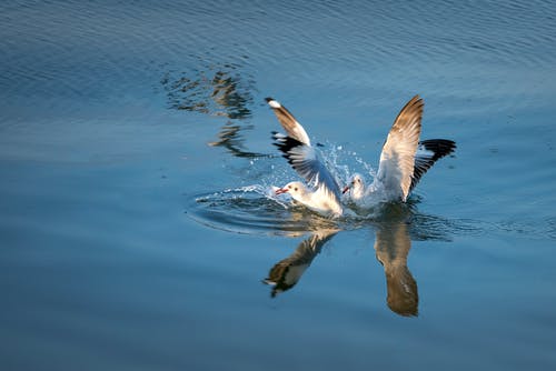 两只鸟在水面上的照片 · 免费素材图片