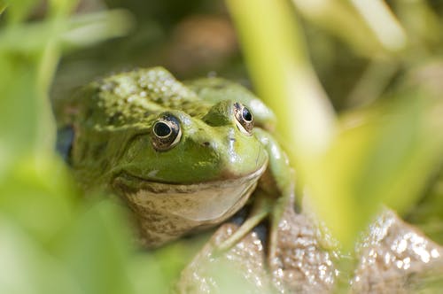 树蛙在草地上 · 免费素材图片