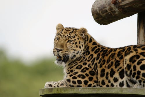 豹躺在棕色木制表面 · 免费素材图片