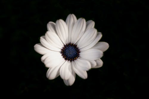 白色雏菊在关闭摄影 · 免费素材图片