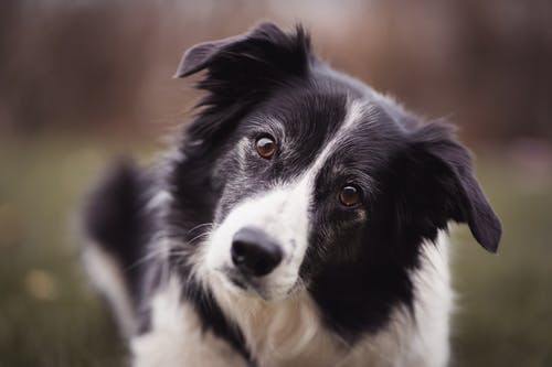 黑色和白色边境牧羊犬 · 免费素材图片