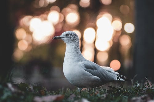 白鸽 · 免费素材图片