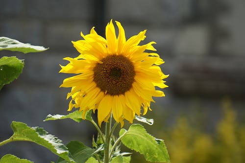 黄色向日葵 · 免费素材图片