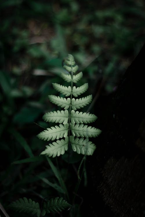 绿蕨叶的照片 · 免费素材图片