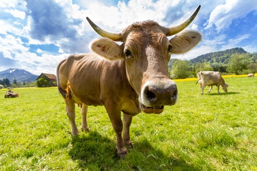 棕色牛在旷野 · 免费素材图片