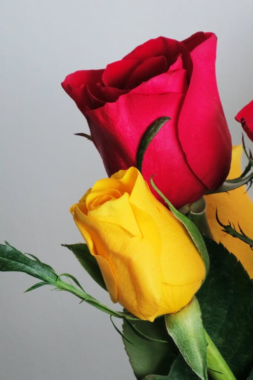 有关垂直拍摄, 植物群, 特写镜头的免费素材图片